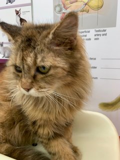 Brownie - Domestic Medium Hair Cat