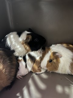 Guinea Pig - Guinea Pig Small & Furry