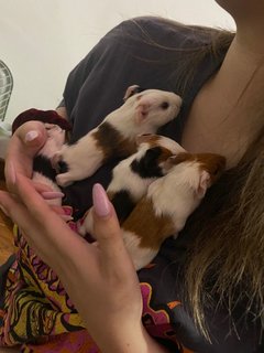 Guinea Pig - Guinea Pig Small & Furry