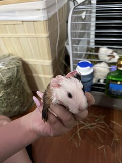 Guinea Pig - Guinea Pig Small & Furry