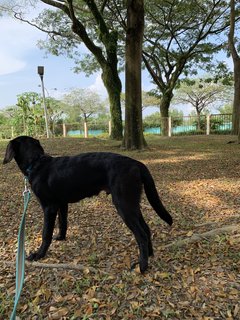 PF115881 - Labrador Retriever Dog