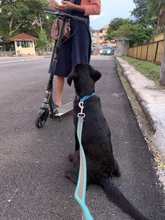 PF115881 - Labrador Retriever Dog