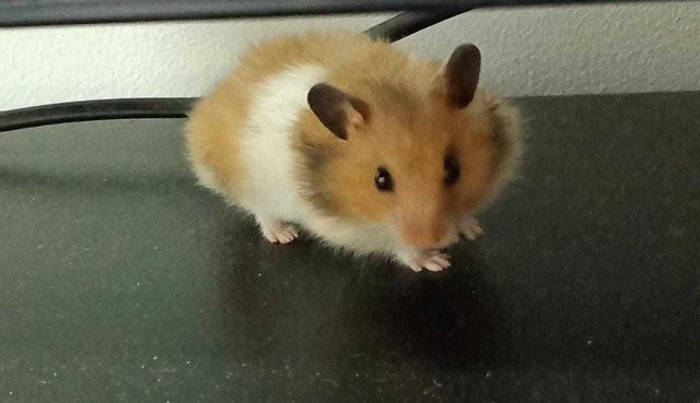 Syrians (Koko &amp; Ratta) - Syrian / Golden Hamster Hamster