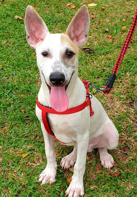 Bosco - Mixed Breed Dog