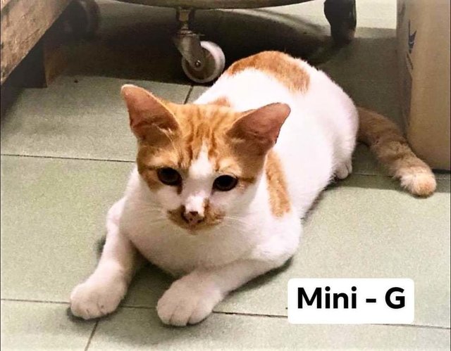 Mini -g - Domestic Short Hair Cat