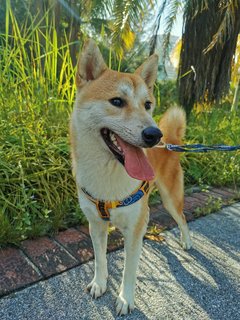 Teh Bing - Shiba Inu Dog