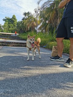 Teh Bing - Shiba Inu Dog