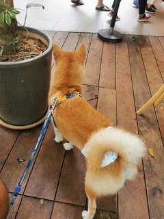 Teh Bing - Shiba Inu Dog