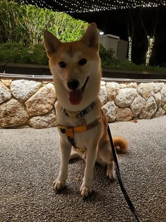 Teh Bing - Shiba Inu Dog