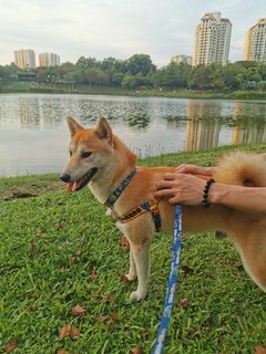 Teh Bing - Shiba Inu Dog