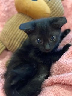 Three-in-one Kopi O - Domestic Short Hair Cat