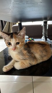 Gwen  - Bengal + Domestic Short Hair Cat