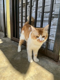 Kaiyen - Domestic Medium Hair Cat