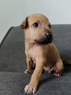 點點 Dian Dian - Mixed Breed Dog