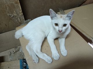 White - Domestic Short Hair Cat