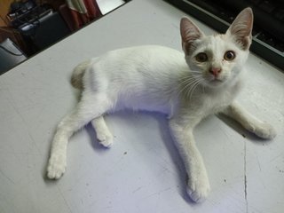 White - Domestic Short Hair Cat