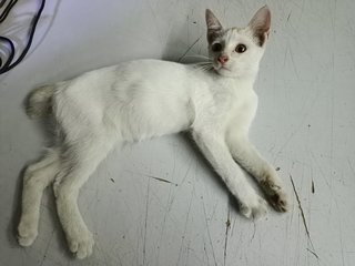 White - Domestic Short Hair Cat