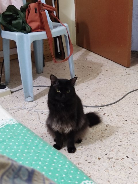 Sabrina - Domestic Long Hair Cat