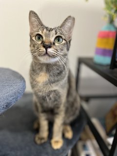 Maple - Domestic Short Hair + Tortoiseshell Cat