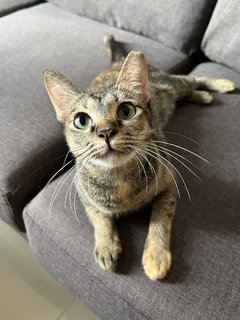 Maple - Domestic Short Hair + Tortoiseshell Cat