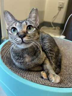 Maple - Domestic Short Hair + Tortoiseshell Cat