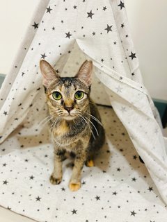 Maple - Domestic Short Hair + Tortoiseshell Cat