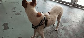 Mo Jie - Mixed Breed Dog