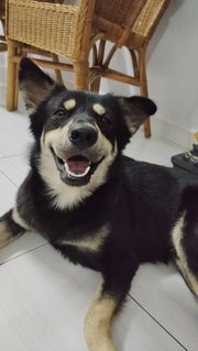 Shiro - Mixed Breed Dog