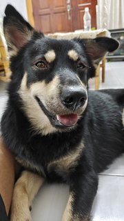 Shiro - Mixed Breed Dog