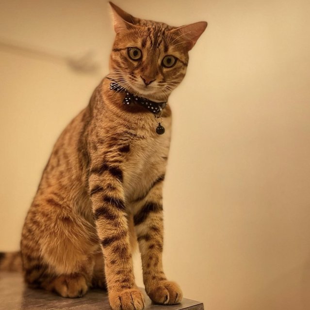 Lucy - Bengal Cat