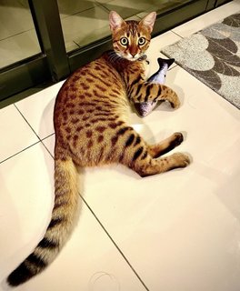 Lucy - Bengal Cat