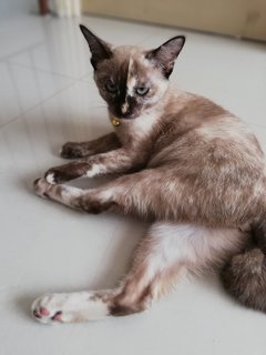 Snow - Tortoiseshell Cat