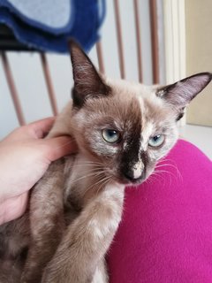 Snow - Tortoiseshell Cat