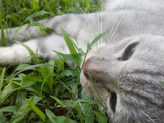 Greypaw - Bengal + Tabby Cat