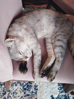 Greypaw - Bengal + Tabby Cat