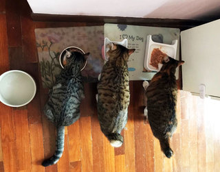 Having a meal with his two foster sisters (Hiro is the one at the most left)