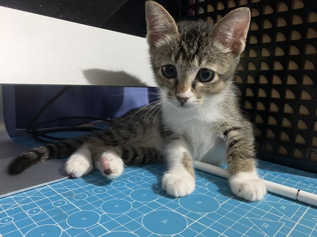 Kitty  - Domestic Medium Hair Cat