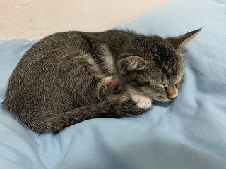 Kitty  - Domestic Medium Hair Cat