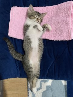 Kitty  - Domestic Medium Hair Cat