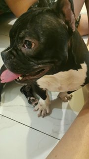 Oreo - American Bulldog Dog