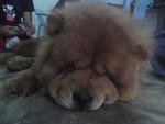 Chow Chow - Chow Chow Dog