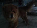 Chow Chow - Chow Chow Dog