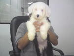 Old English Sheepdog - Old English Sheepdog Dog