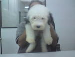 Old English Sheepdog - Old English Sheepdog Dog