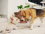 "It's ok my beagle friend, we will both find our forever homes soon."