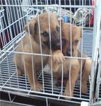 Black Mouth And Small Ear - Mixed Breed Dog