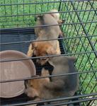 Black Mouth And Small Ear - Mixed Breed Dog