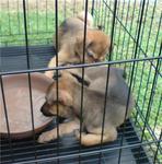 Black Mouth And Small Ear - Mixed Breed Dog