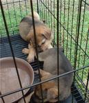 Black Mouth And Small Ear - Mixed Breed Dog