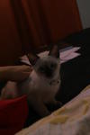 Blue Eye Joey - Siamese Cat